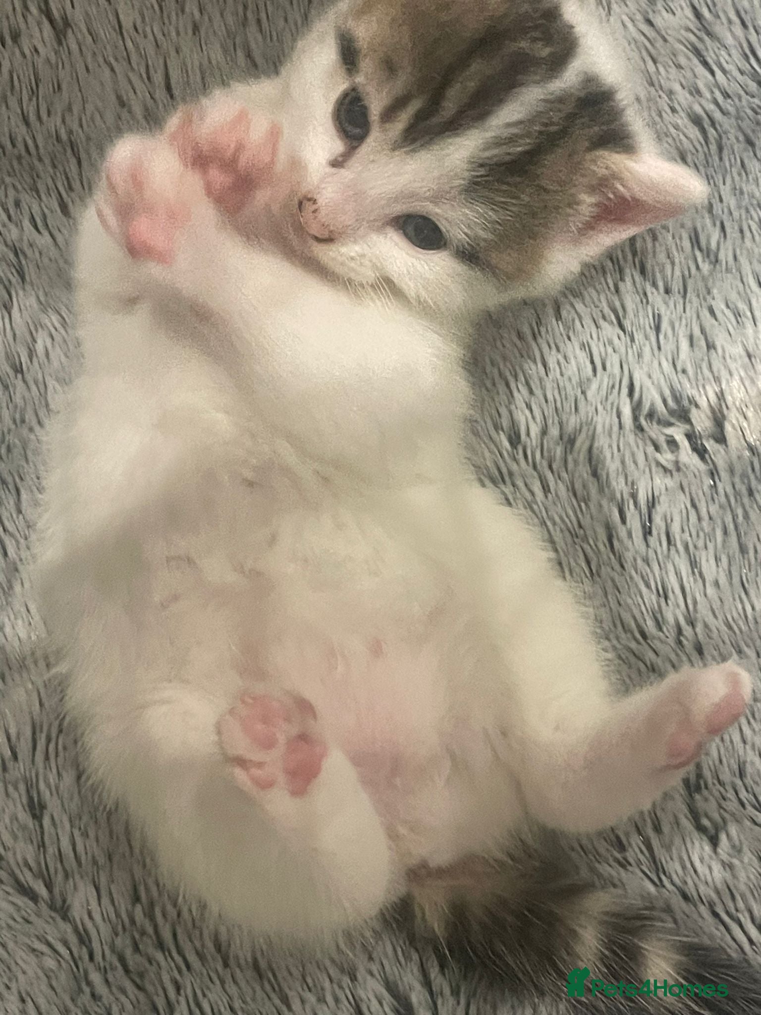 Mixed Breed cats for sale: Kittens - rescue - Advert 5