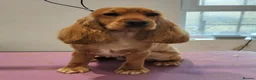 Cocker Spaniel dogs for sale: Quality fully health tested show cocker pup in Saltburn-by-the-Sea - Advert 13