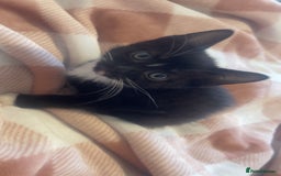 Domestic Shorthair cats for sale: One beautiful fluffy black and white female kitten - Image 3