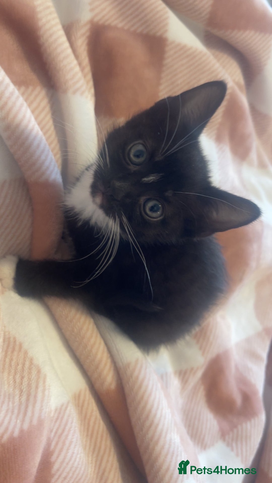 Domestic Shorthair cats for sale: One beautiful fluffy black and white female kitten - Image 3