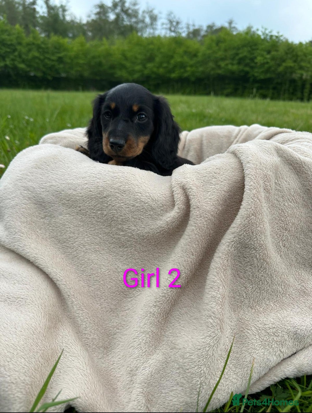 Dachshund dogs Beautiful Miniature Dachshund Puppy - Advert 1