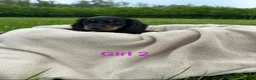 Dachshund dogs for sale: Beautiful Dachshund Puppies - Advert 4