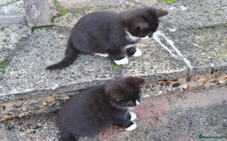 Mixed Breed cats for sale: Black and white kittens  - Image 7