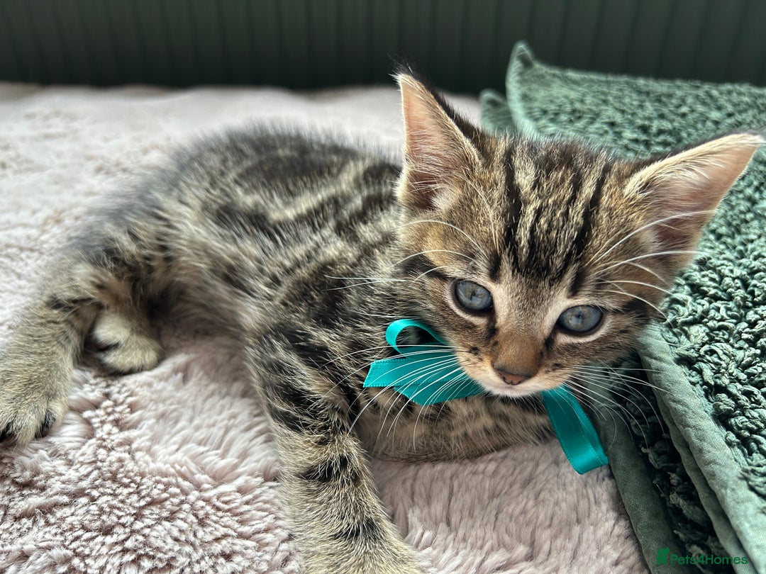 Mixed Breed cats for sale: 3x playful and sweet little kittens - Image 9