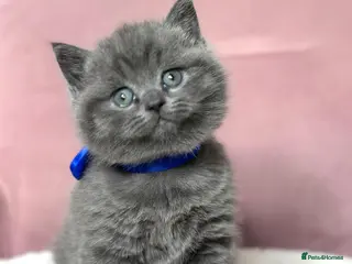 British Shorthair cats Adorable British Shorthair Blue Boy for Sale - Advert 8