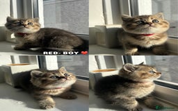 British Shorthair cats for sale: ⭐️TICA registered British Shorthair kittens⭐️ - Image 1