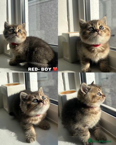 British Shorthair cats - Advert 13