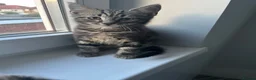 Norwegian Forest Cat cats for sale: Gorgeous Norwegian Forest Cat Cross Kittens - Advert 5