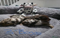 Miniature Dachshund dogs for sale: Stunning Miniture Dachshund pups for sale - Advert 15