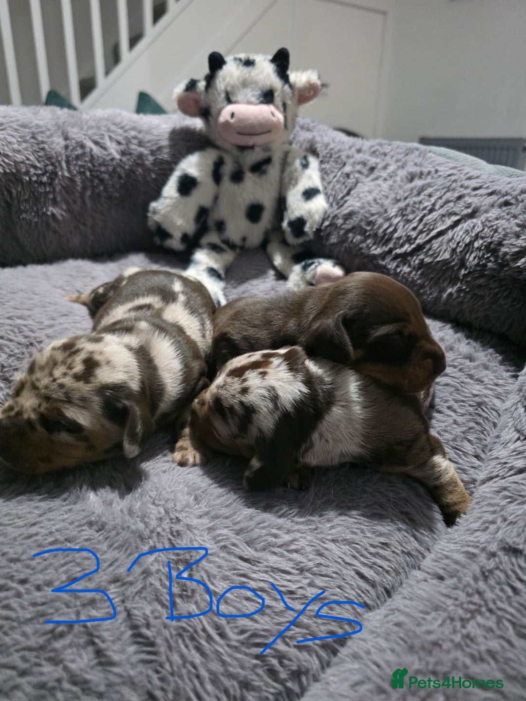 Miniature Dachshund dogs for sale: Stunning Miniture Dachshund pups for sale - Advert 15