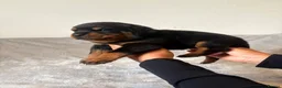 Rottweiler dogs for sale: Rottweiler Puppies 🏆 (IMP bloodline) - Advert 5
