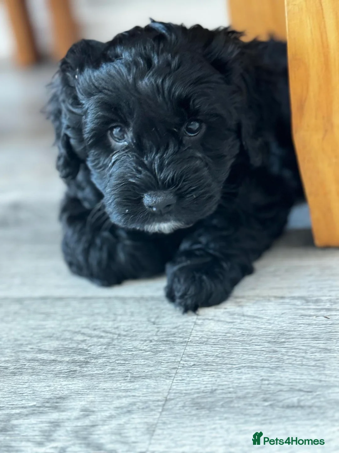 Cockapoo dogs for stud: Cockapoo for stud not for sale  in Taunton - Advert 9