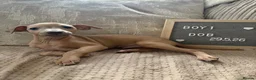 Italian Greyhound dogs for sale: Italian greyhound boy puppy - Advert 4