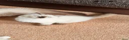 Ragdoll cats for sale: Stunning ragdolls kitten 🥰 - Advert 16