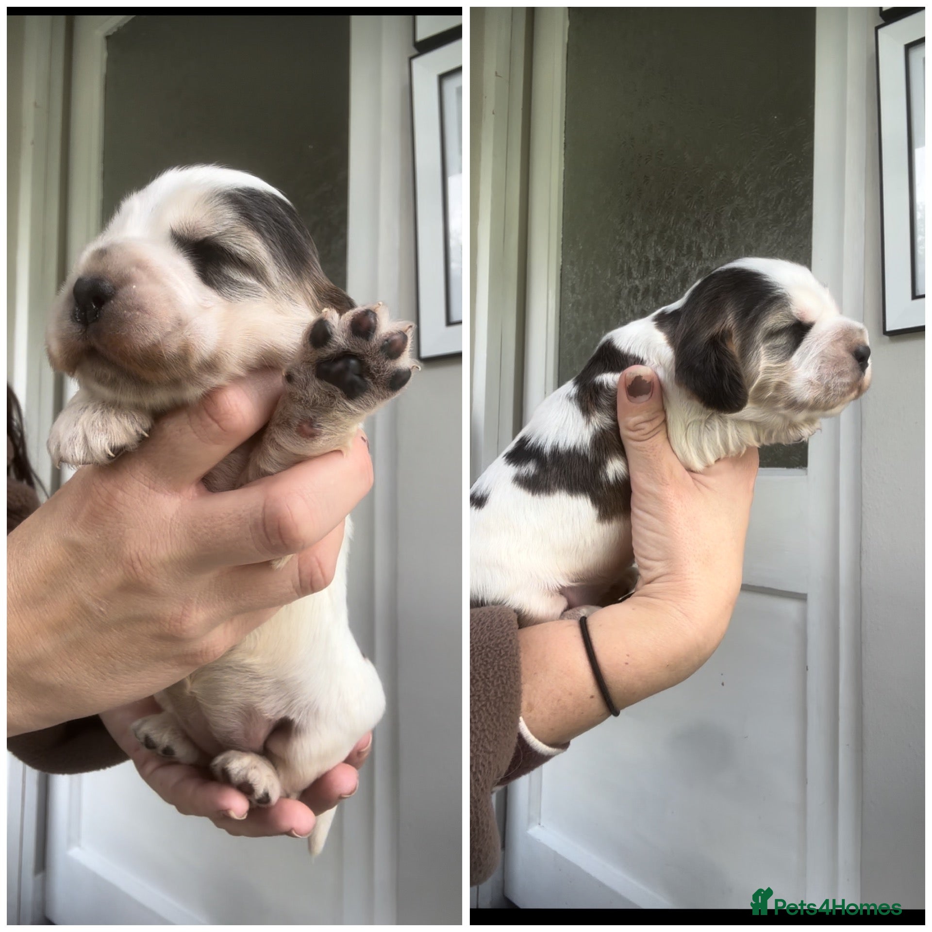 Cocker Spaniel dogs 🤎 2 Sable Show cocker girls - Advert 2