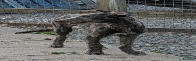 Deerhound male pup