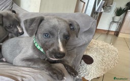 Whippet dogs for sale: Beautiful KC Reg Blue Whippet puppies - Image 16