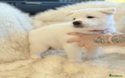 Akita dogs for sale: Akita puppies 4 - 2 boys 2 girls  - Image 9