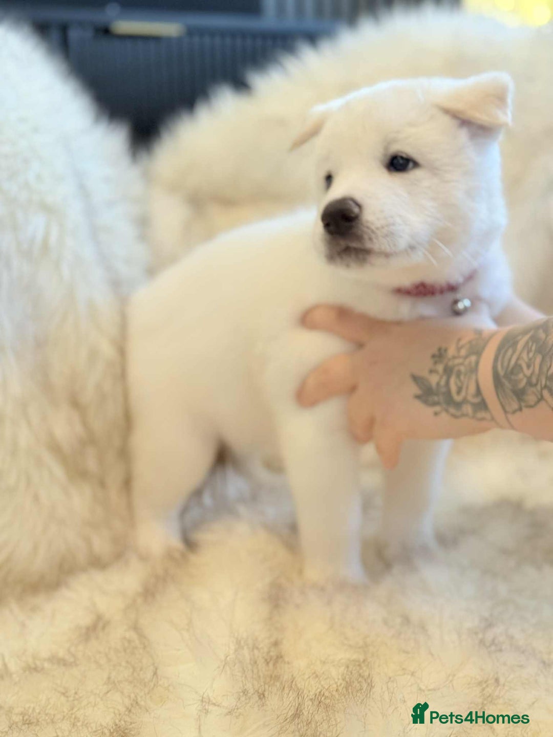 Akita dogs for sale: Akita puppies 4 - 2 boys 2 girls  - Image 9