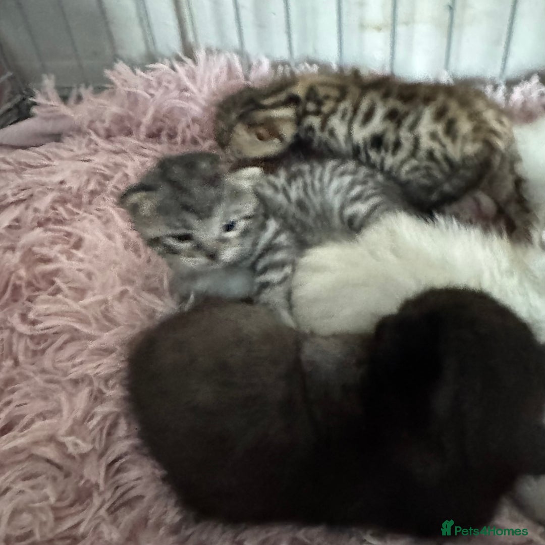 Bengal cats for sale: Beautiful Bengal Kittens - only GIRL available  - Advert 19