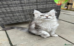 Maine Coon cats for sale: Pedigree TICA Reg Mine coon kittens  - Image 19