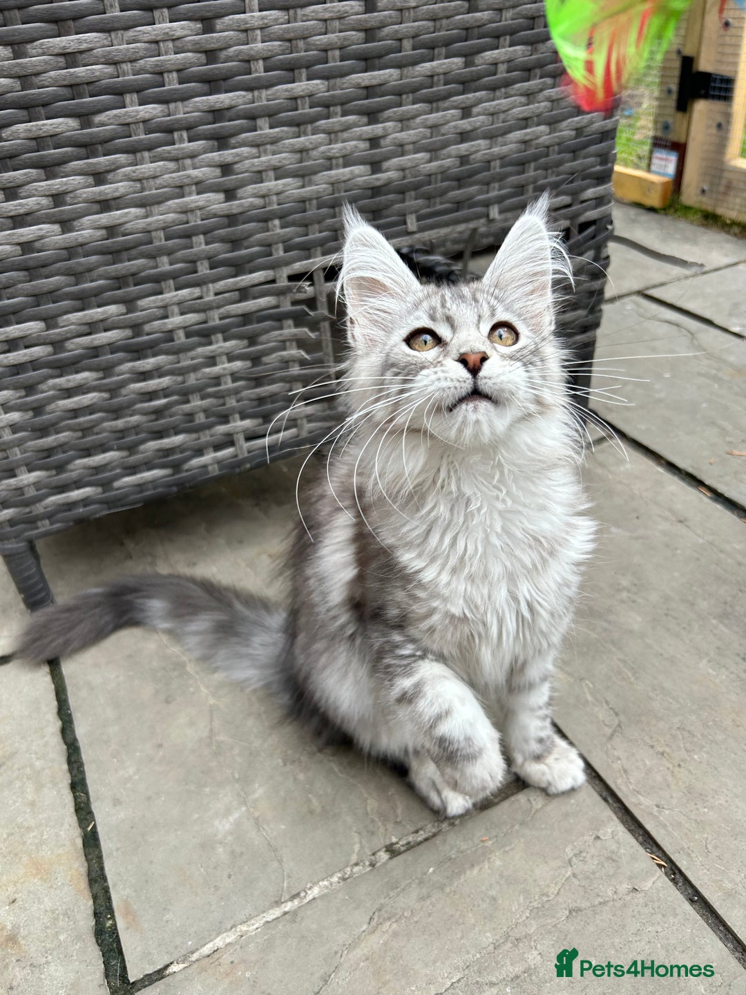 Maine Coon cats for sale: Pedigree TICA Reg Mine coon kittens  - Image 19