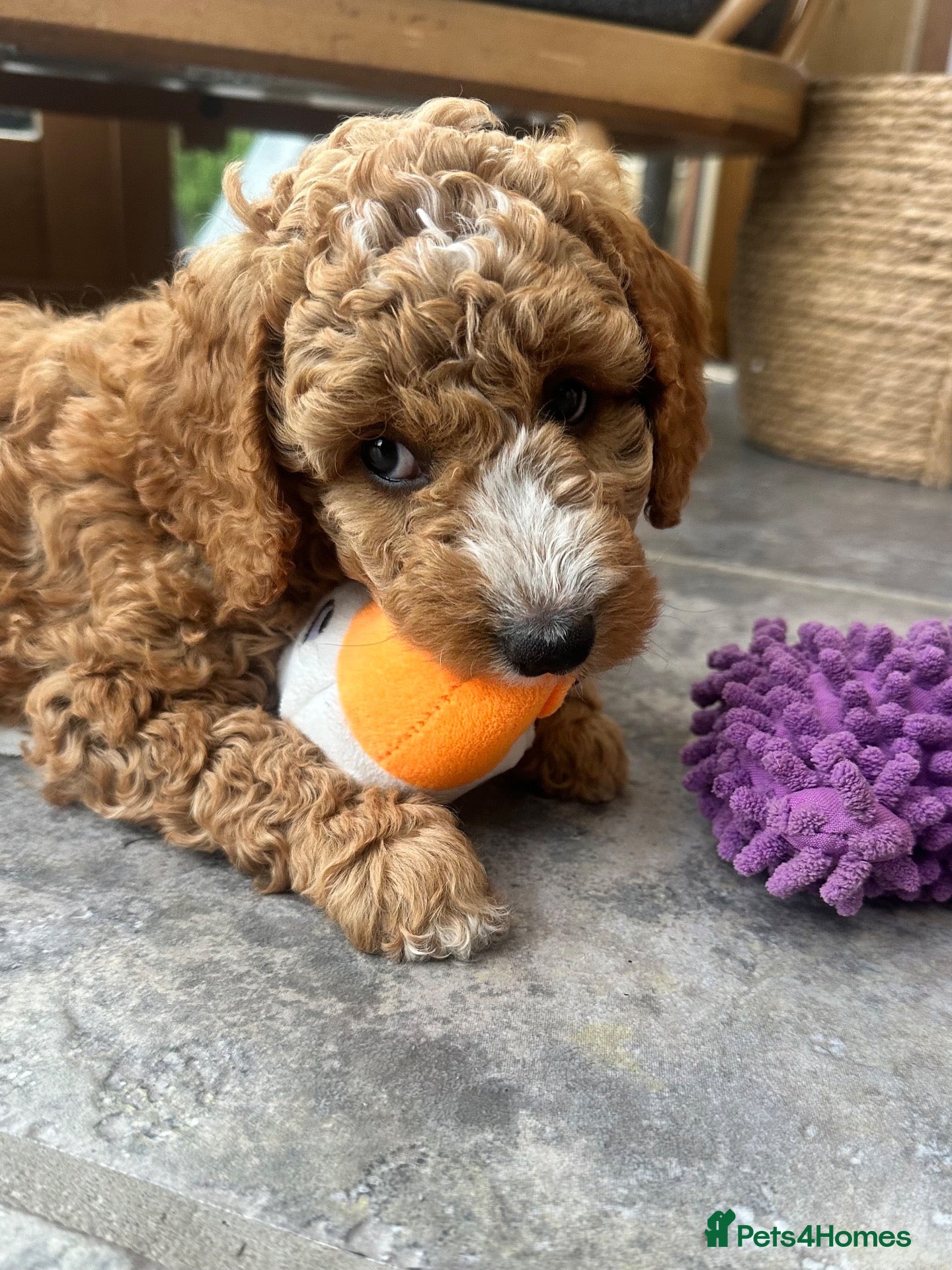 Mini Goldendoodle dogs Home reared miniature Goldendoodles - Advert 2