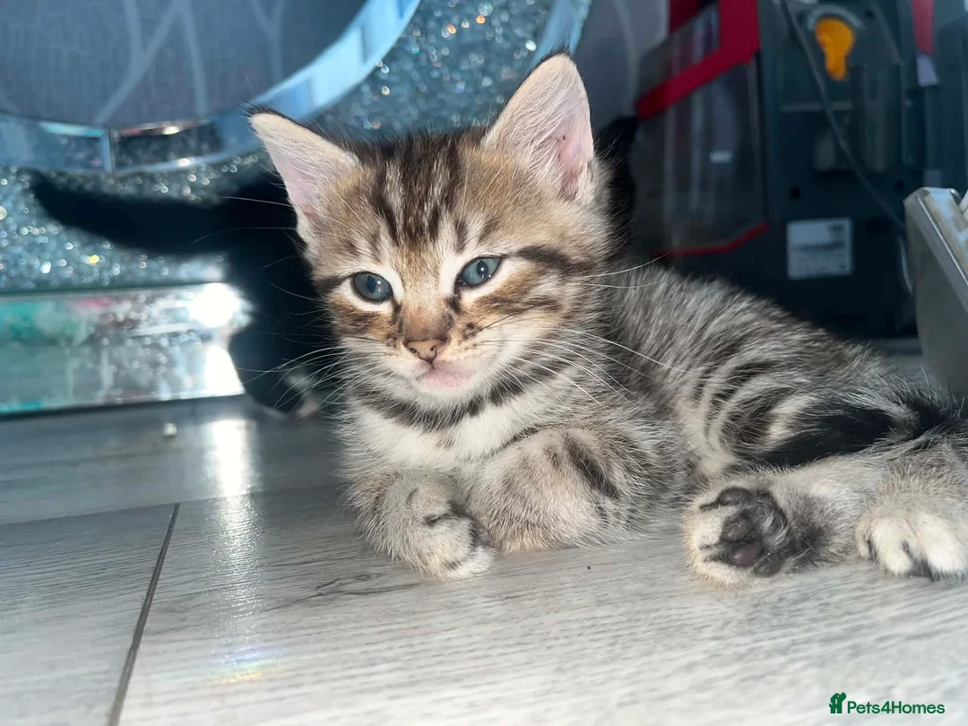 Mixed Breed cats for sale: 2 stunning kittens left - Advert 1