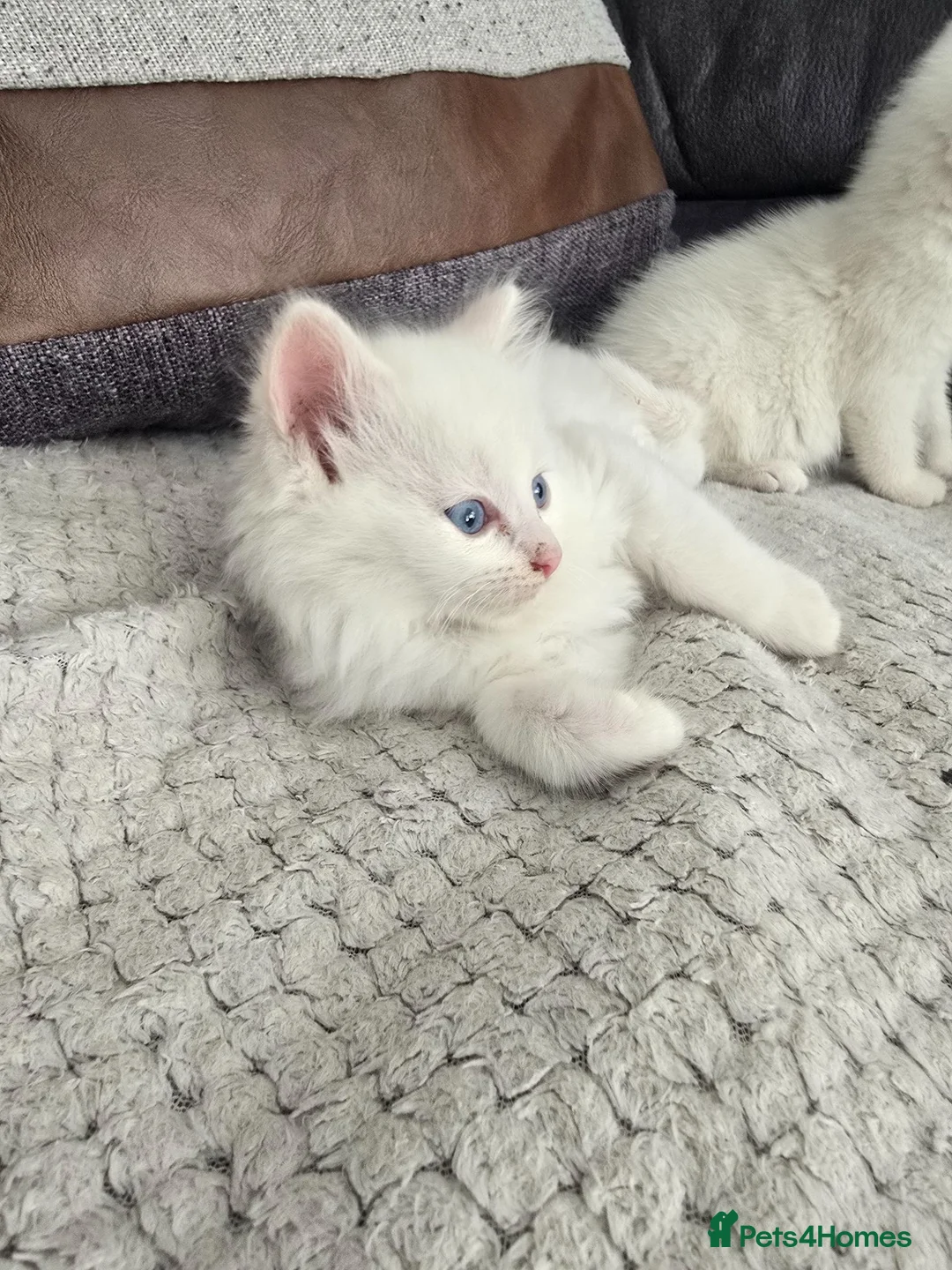 Mixed Breed cats for sale: Lovely pure white kittens longhair and short hair - Advert 11