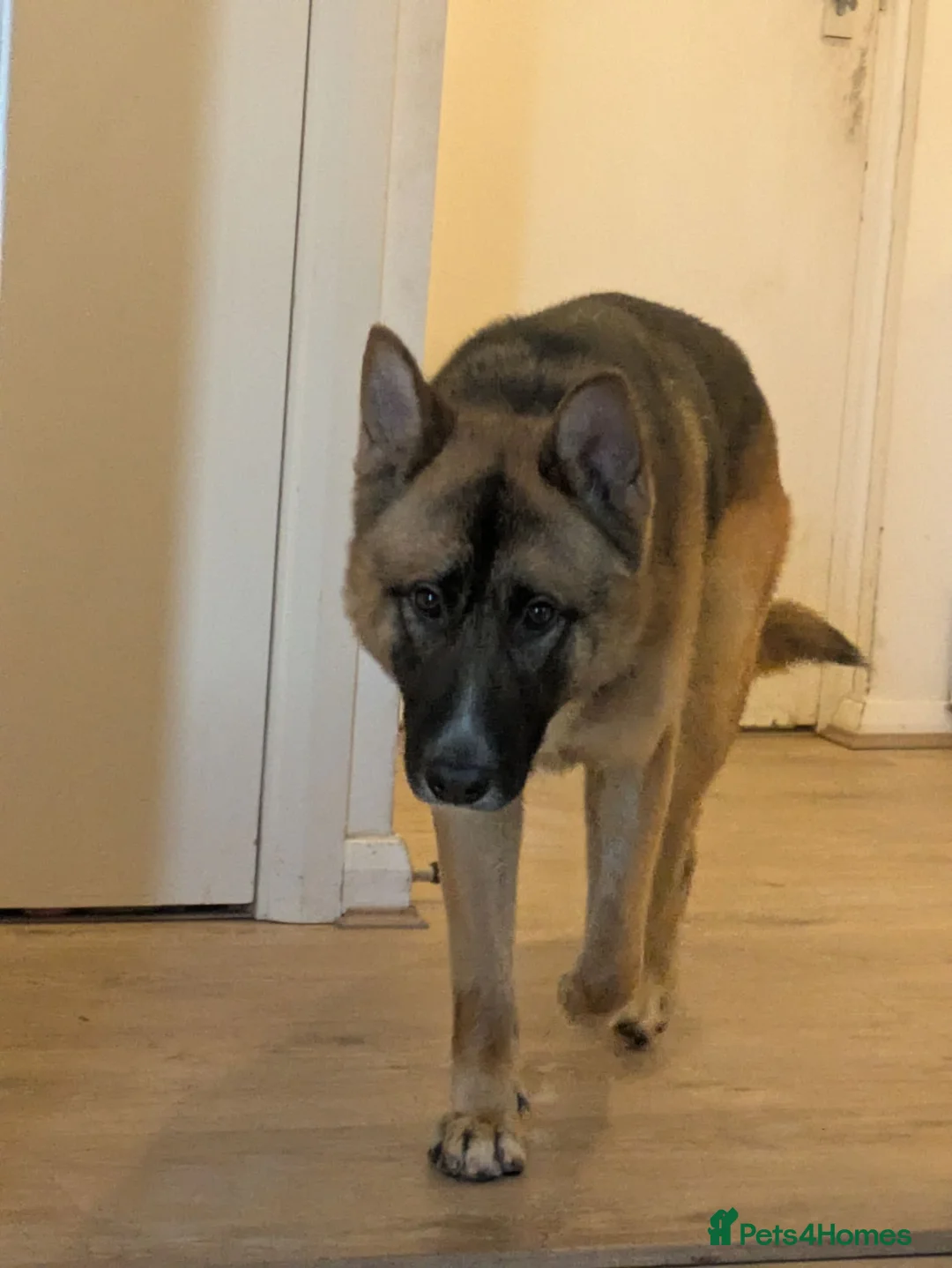 Mixed Breed dogs for stud: Sheru almost 2 year old Shepkita in Borehamwood - Advert 2