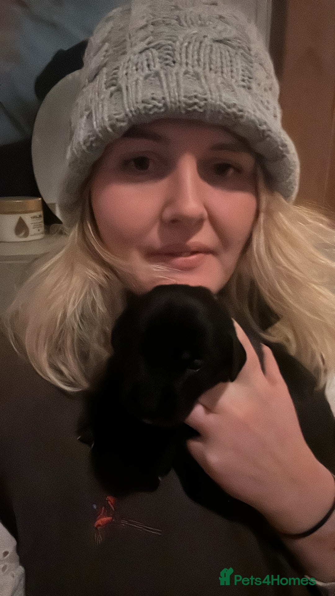 Labrador Retriever dogs for sale: Black Labrador pups  - Advert 4