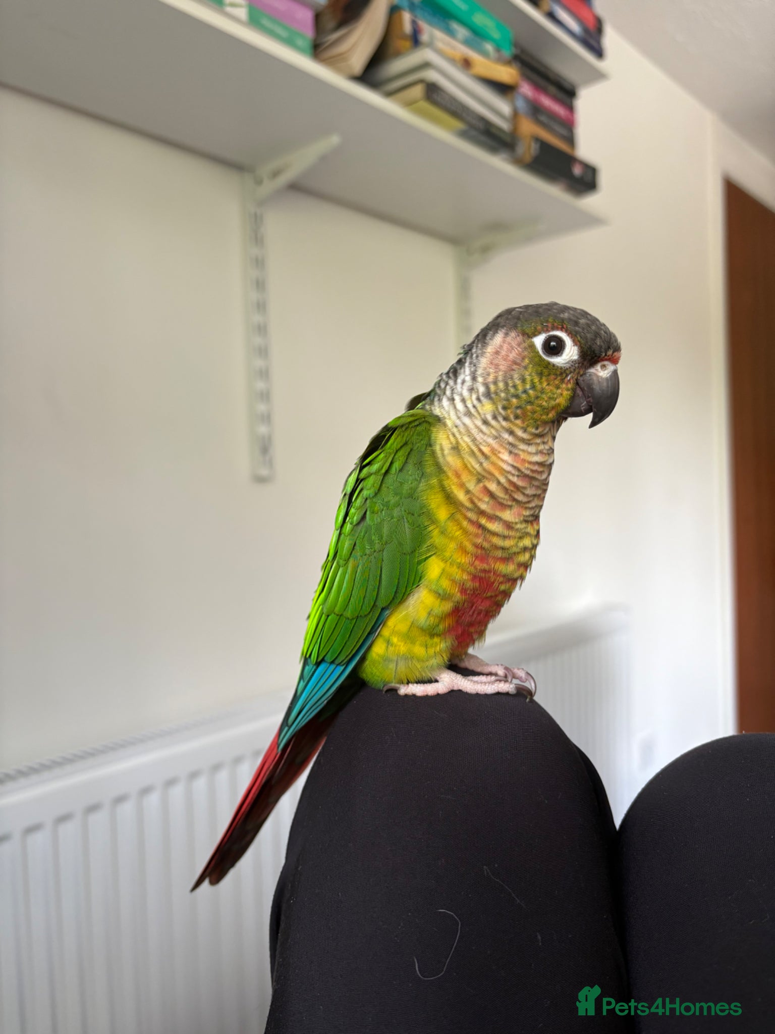 Conures birds Looking for a female conure - Advert 3