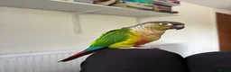 Conures birds for sale: Looking for a female conure in Longhope - Advert 1