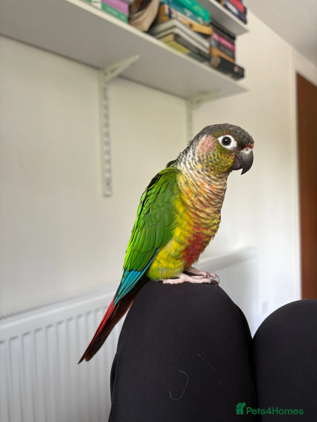 Conures birds for sale: Looking for a female conure in Longhope - Advert 1