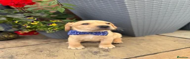 Labrador Retriever 2
