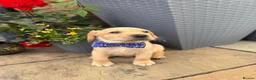 Labrador Retriever dogs for sale: 5 gorgeous Labrador puppies  in Cardiff - Advert 8