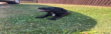 Springador 1