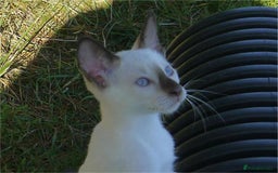 Siamese cats for sale: Siamese Kittens - Image 6