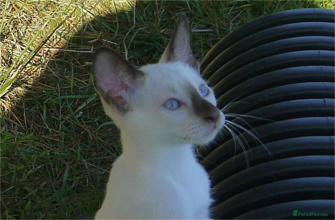 Siamese cats for sale: Siamese Kittens - Image 6