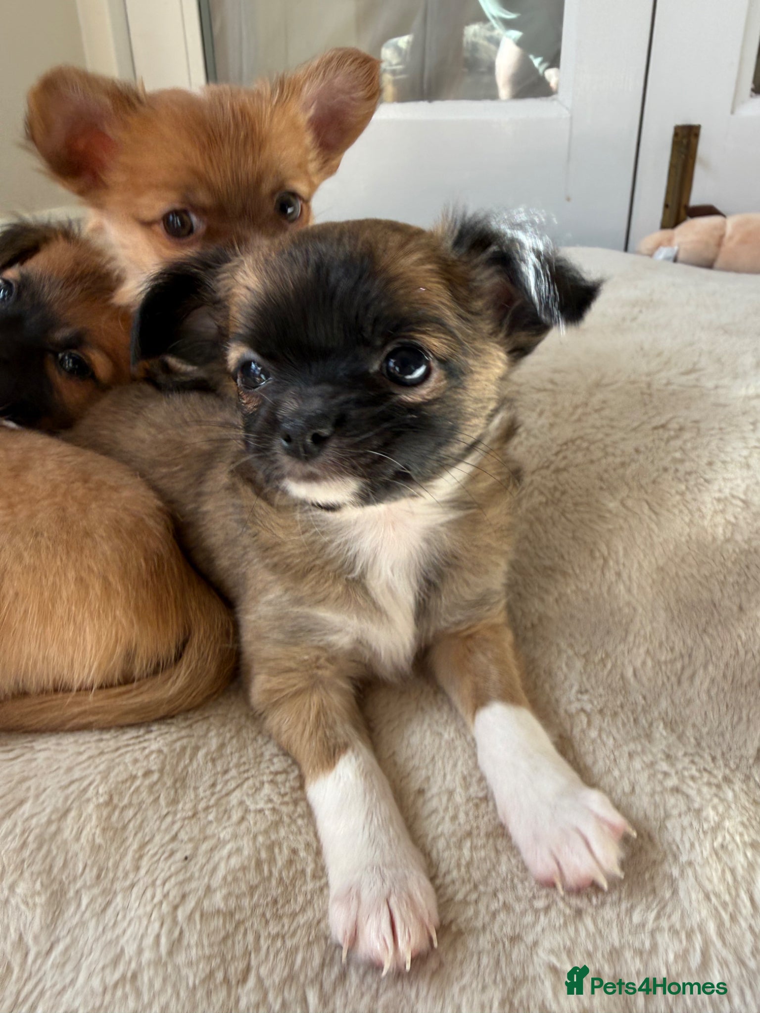 Chihuahua dogs Beautiful Chihuahua puppies  - Advert 6