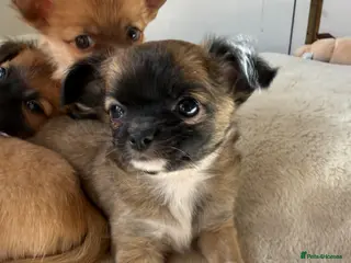 Chihuahua dogs Beautiful Chihuahua puppies - Advert 6