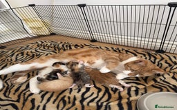 Domestic Shorthair cats for sale: 2 Male 2 female kittens for sale - Image 11