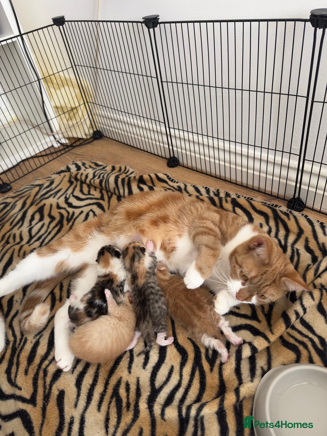 Domestic Shorthair cats for sale: 2 Male 2 female kittens for sale - Image 11