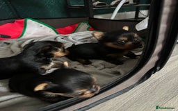 Yorkshire Terrier dogs for sale: Puppy  - Image 5