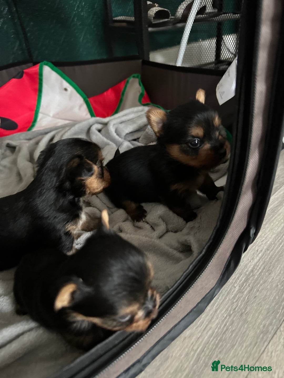 Yorkshire Terrier dogs for sale: Puppy  - Image 5