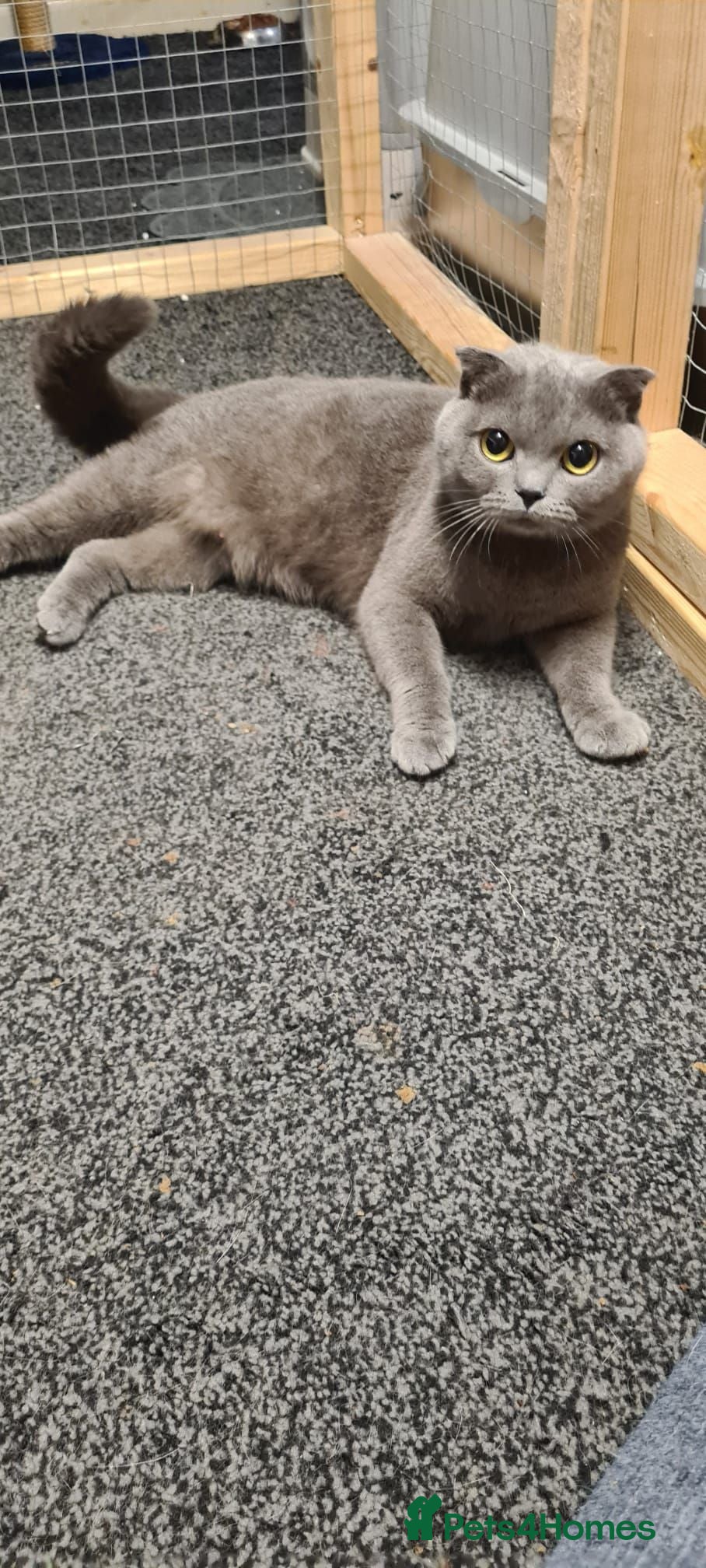 Scottish Fold cats Female Scottish Fold - Advert 1