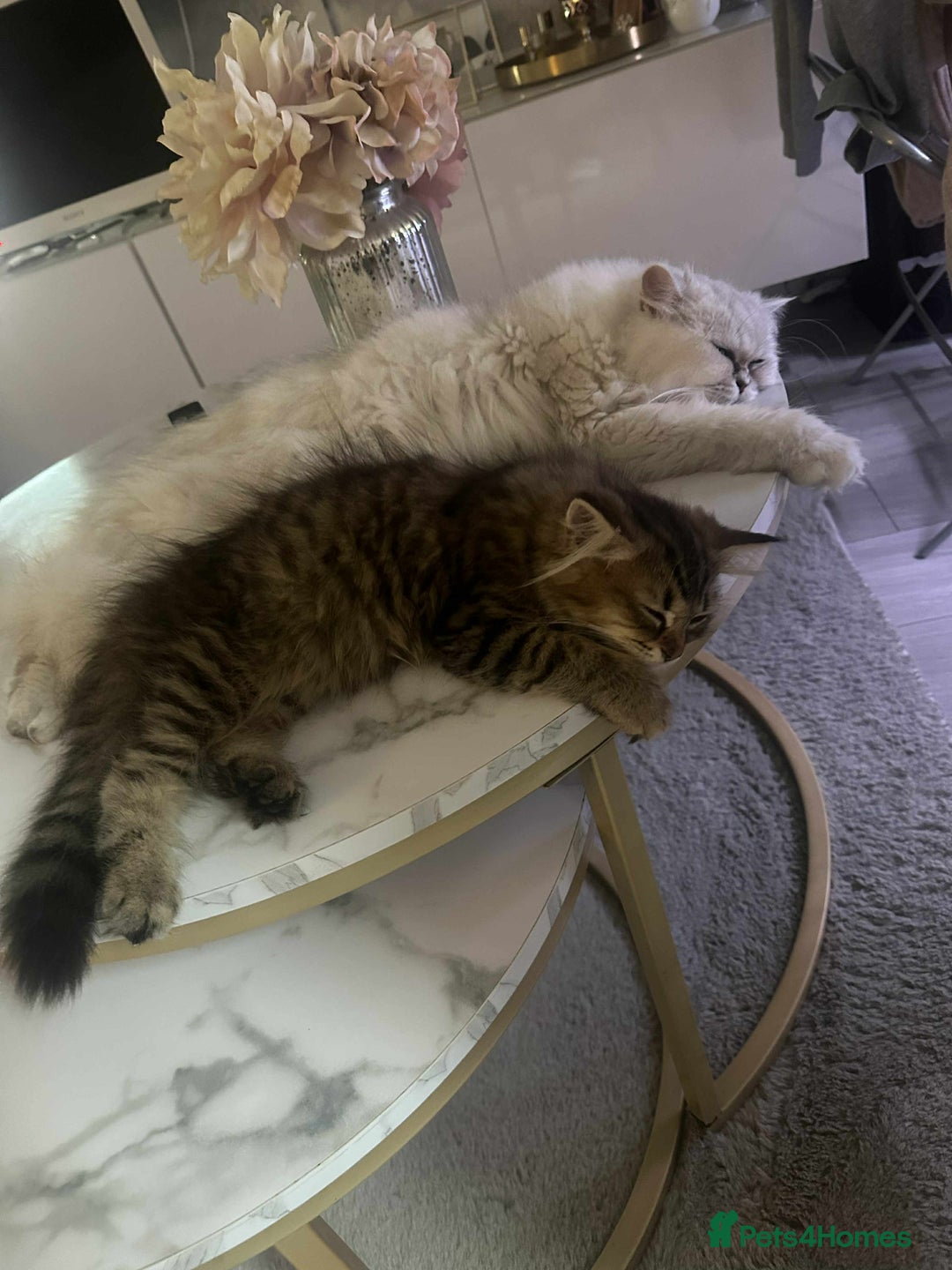 Persian cats for sale: Persian kittens  - Image 3