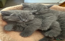 British Shorthair cats for sale: Beautiful fluffy British blue babies ready at  **  - Advert 1