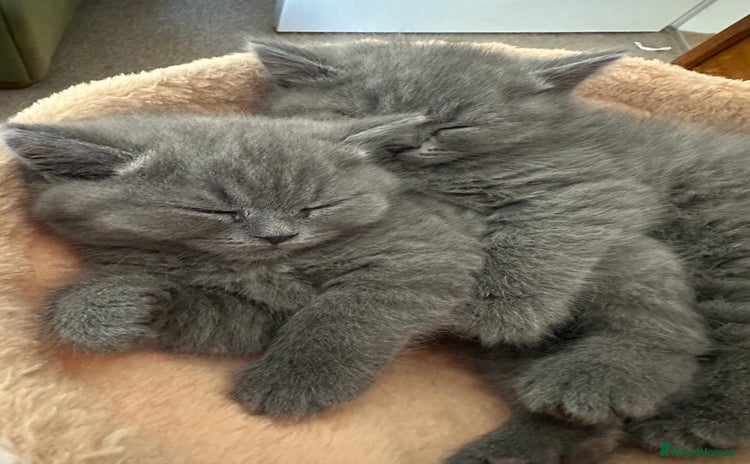 British Shorthair cats Beautiful fluffy British blue babies ready at  **  - Advert 7