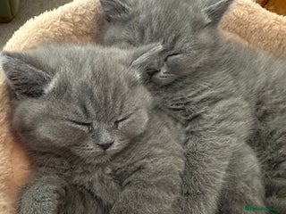 British Shorthair cats Beautiful fluffy British blue babies ready at ** - Advert 4